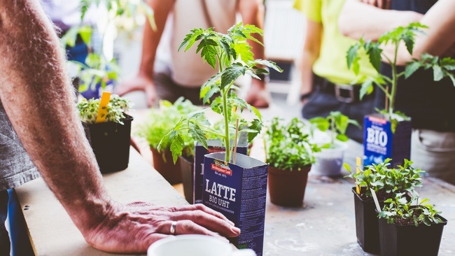 Kräutergärtnern – Grundlagen