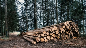 Abendprogramm mit Stadtförsterin Angelika Dauermann