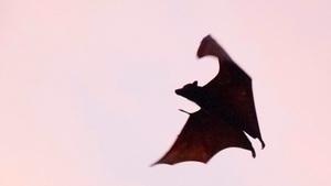 Ein Sternbild für Flappi