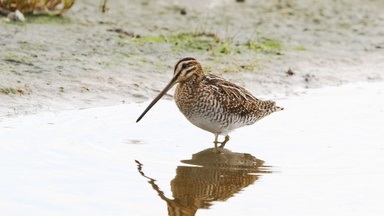 Birdingtrip: Rieselfelder Münster
