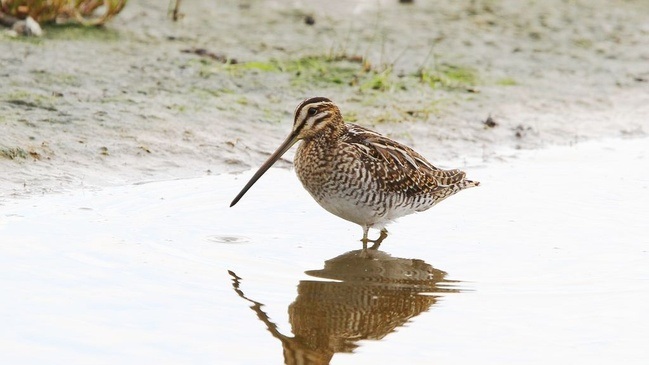 Birdingtrip: Rieselfelder Münster