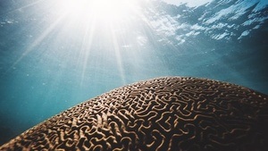 brain theatre