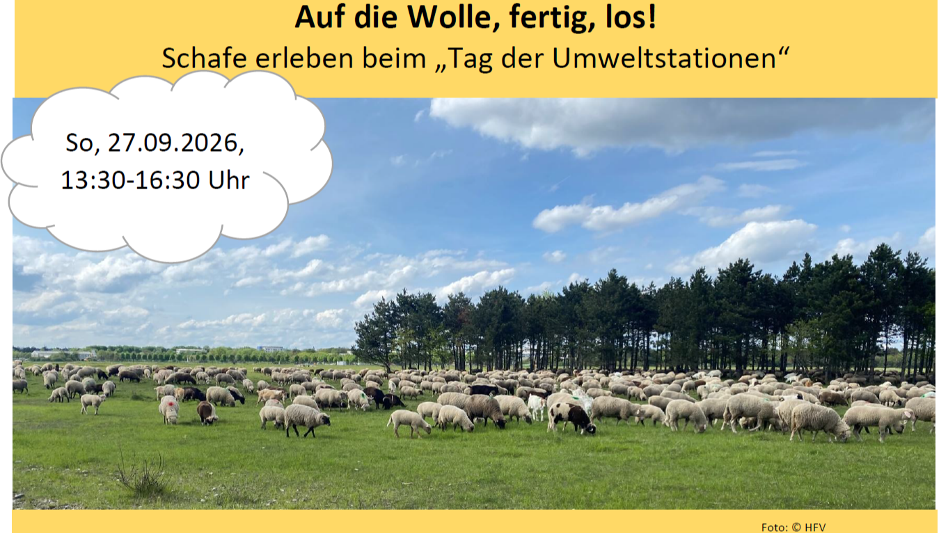 Auf die Wolle, fertig, los! - Schafe erleben beim „Tag der Umweltstationen“