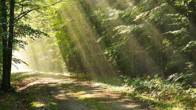 Waldbaden: Aufmerksamkeit, die uns keine Kraft kostet