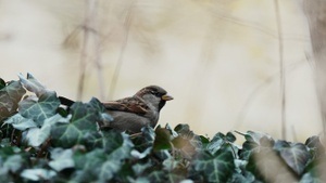 Der Spatz als Botschafter der Stadtnatur