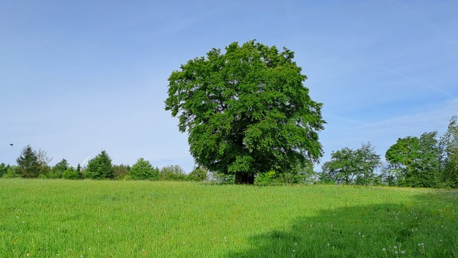 Wald-Führung outdoor