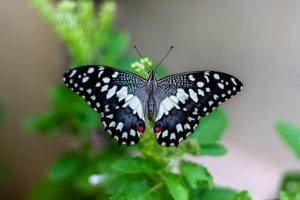 Schmetterling