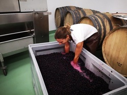 IMI winery Weinkeller/Produktion