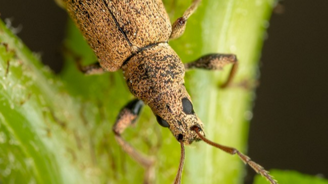 INSEKTENVIELFALT - SCHÖN UND NÜTZLICH
