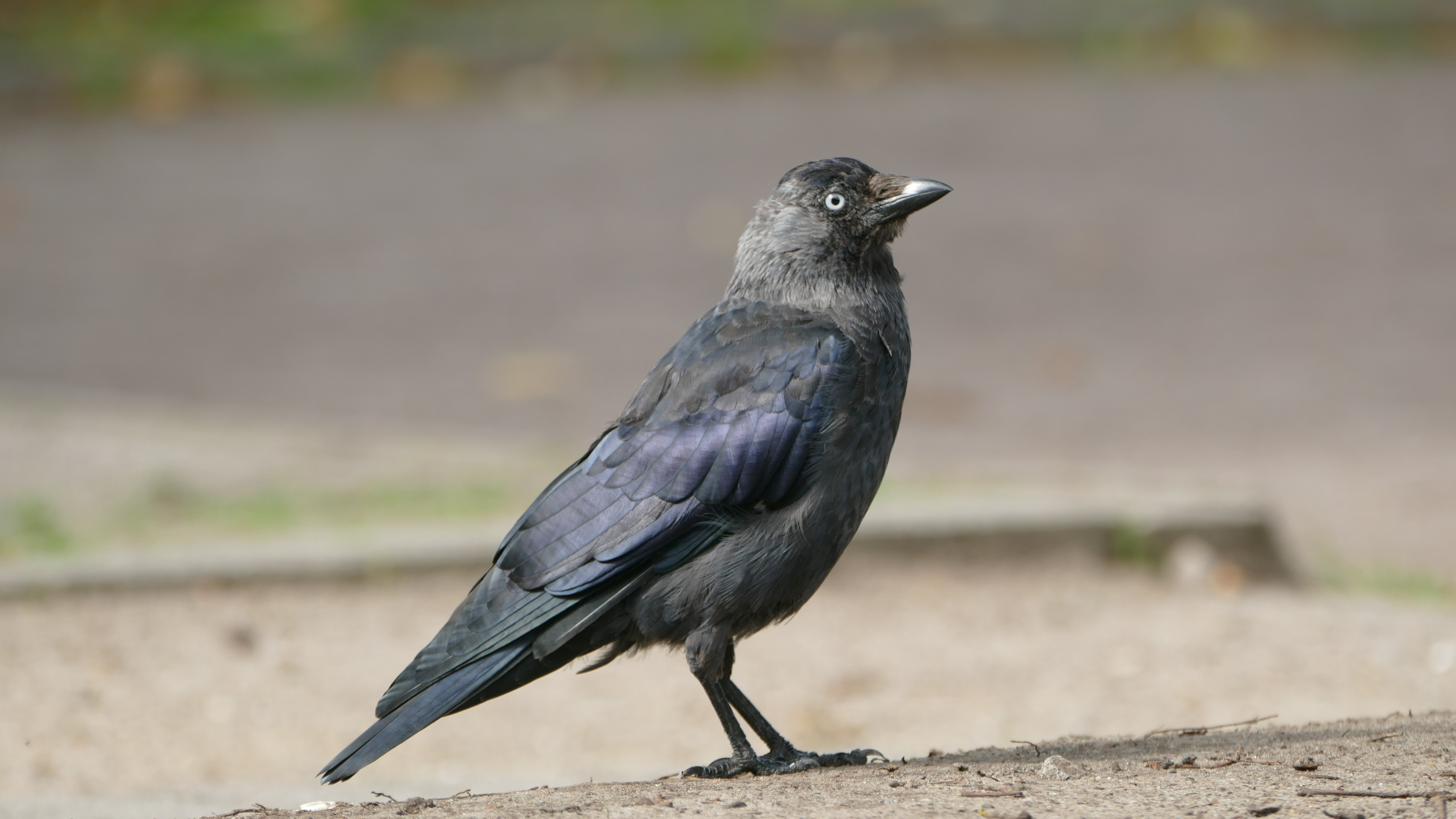 Vogelstimmenkurs für Einsteiger-Herbst Edition