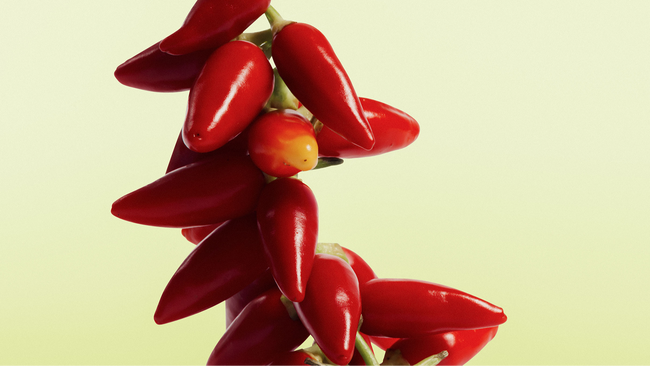 Die gestohlene Zeit – Stummfilm mit Musik | zamus: early music festival 2026