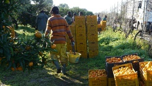 Bittere Orangen