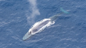 Familienführung "Riesen im Eis - Über die faszinierende Welt der Wale"