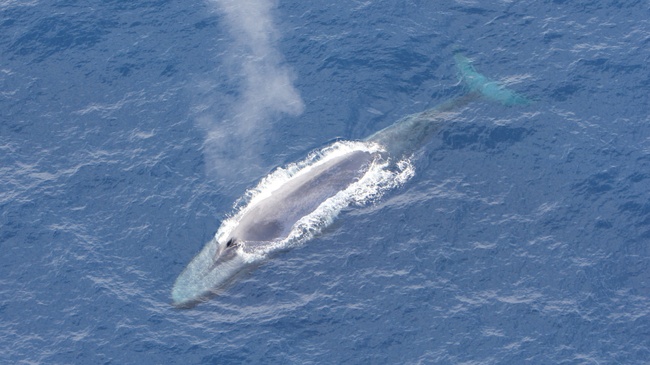 Familienführung "Riesen im Eis - Über die faszinierende Welt der Wale"