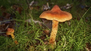 Pilze - eine lebendige Ausstellung zur Vielfalt heimischer Pilzarten