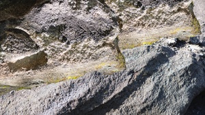 Susanne Kriemann: Knochen, Pech, Natternkopf (Being a Photograph)