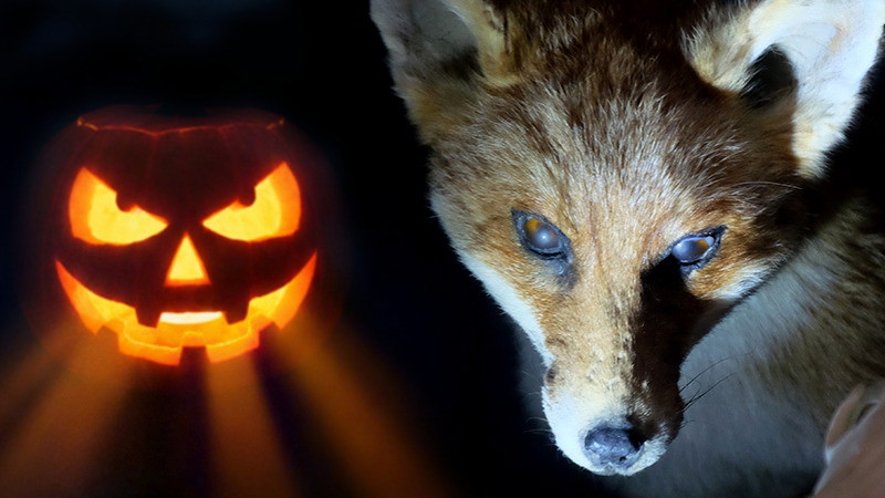 FAMILIENFÜHRUNG | Taschenlampenführung. Halloween-Special