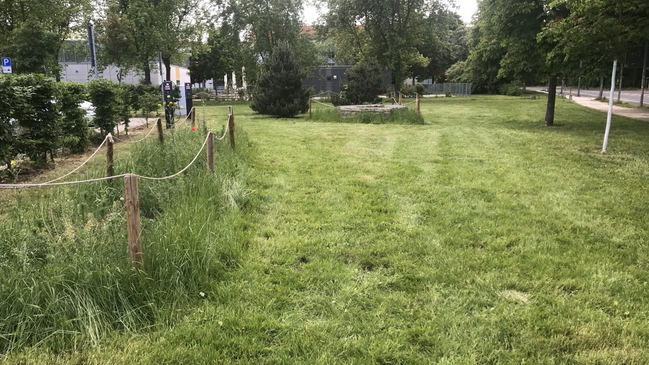 Botanische Exkursion auf unsere Maßnahmefläche Gret-Palucca-Straße