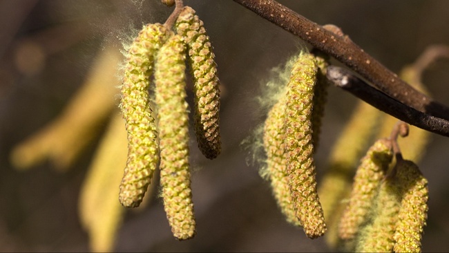 Pollenflug – Wenn die Natur kitzelt