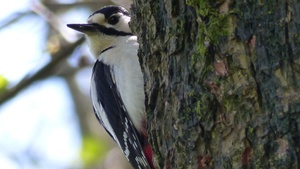Familientour: Baumeister Specht im Park