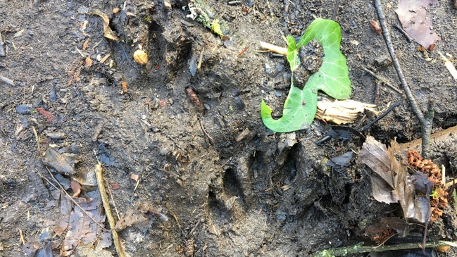 Wildes Rheinland - Tierspuren in der Wahner Heide