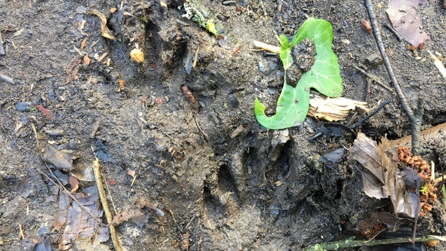 Wildes Rheinland - Tierspuren in der Wahner Heide