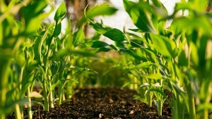 Solawi: Eine solidarische Landwirtschaft für Land und Menschen