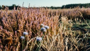 Flora statt Flugzeug - nachhaltige Stadtentwicklung am TXL – Fahrrad-Tour