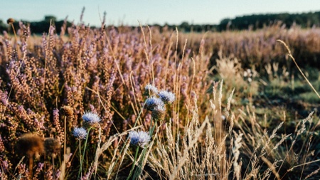 Flora statt Flugzeug - nachhaltige Stadtentwicklung am TXL – Fahrrad-Tour