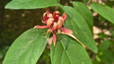 Waldbaden für Erwachsene im Forstbotanischen Garten