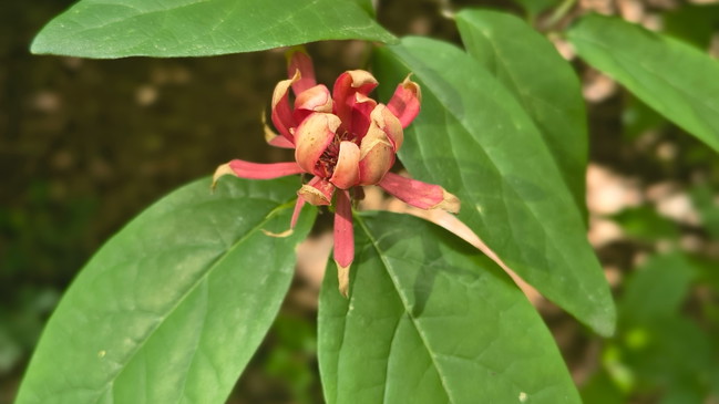 Waldbaden für Erwachsene im Forstbotanischen Garten