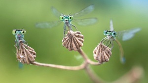 Facettenreiche Insekten