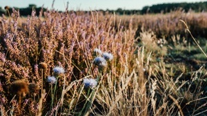 Flora statt Flugzeug - nachhaltige Stadtentwicklung am TXL – Elektrocar-Tour