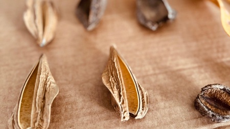 Welto and the Sacred Bush