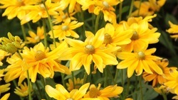 Schley's Blumenparadies Ratingen