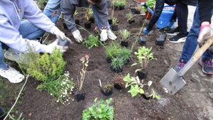 Wir legen gemeinsam ein Grünpaten-Beet mit Blumenstauden an