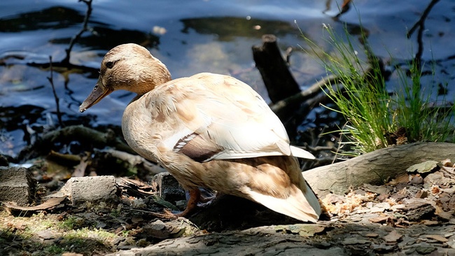 EXKURSION | Vogelwelt des Benrather Schlossparks