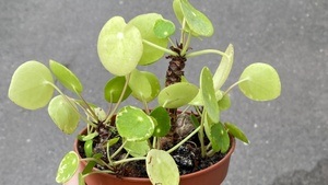 AUF DIE PFLANZE - FERTIG - LOS!