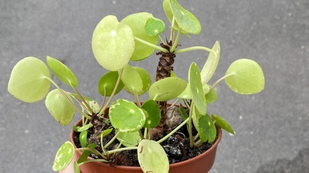 AUF DIE PFLANZE - FERTIG - LOS!