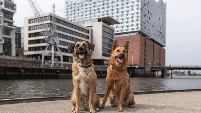 Stadtpfotenmesse - Die Hundemesse in Hamburg