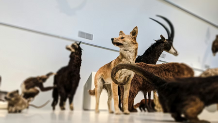 Naturkundemuseum Schloss Rosenstein - Dauerausstellung