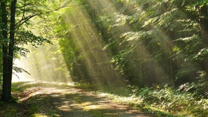 Waldbaden  Der biophilia Effekt