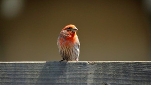 Urban Birding Erfurt