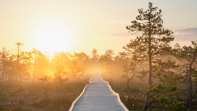 Estland entdecken – wild, weit und überraschend nah