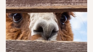 Yoga and Lamas&Alpaka