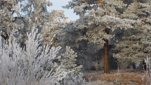 Die Kraft von Wurzeln und Rinden - Naturführung mit Workshop