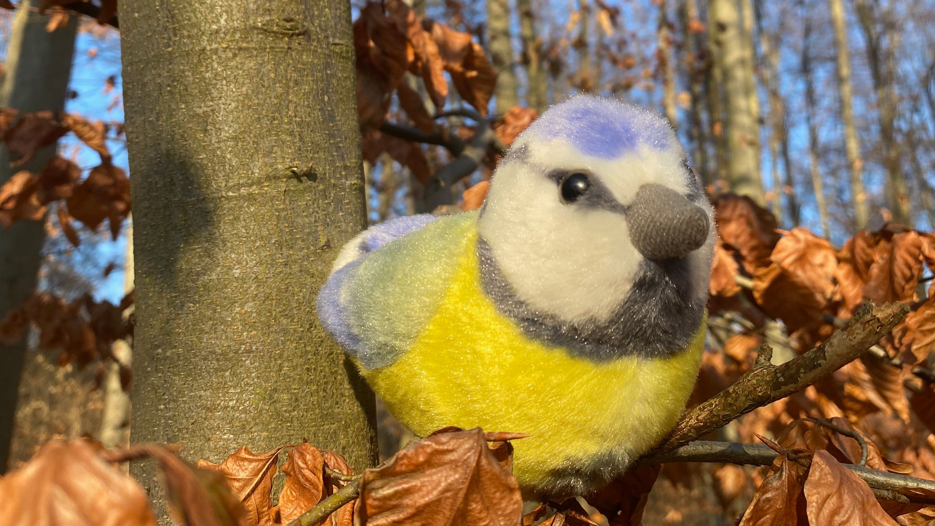 Auf Schatzsuche mit Boris Blaumeise