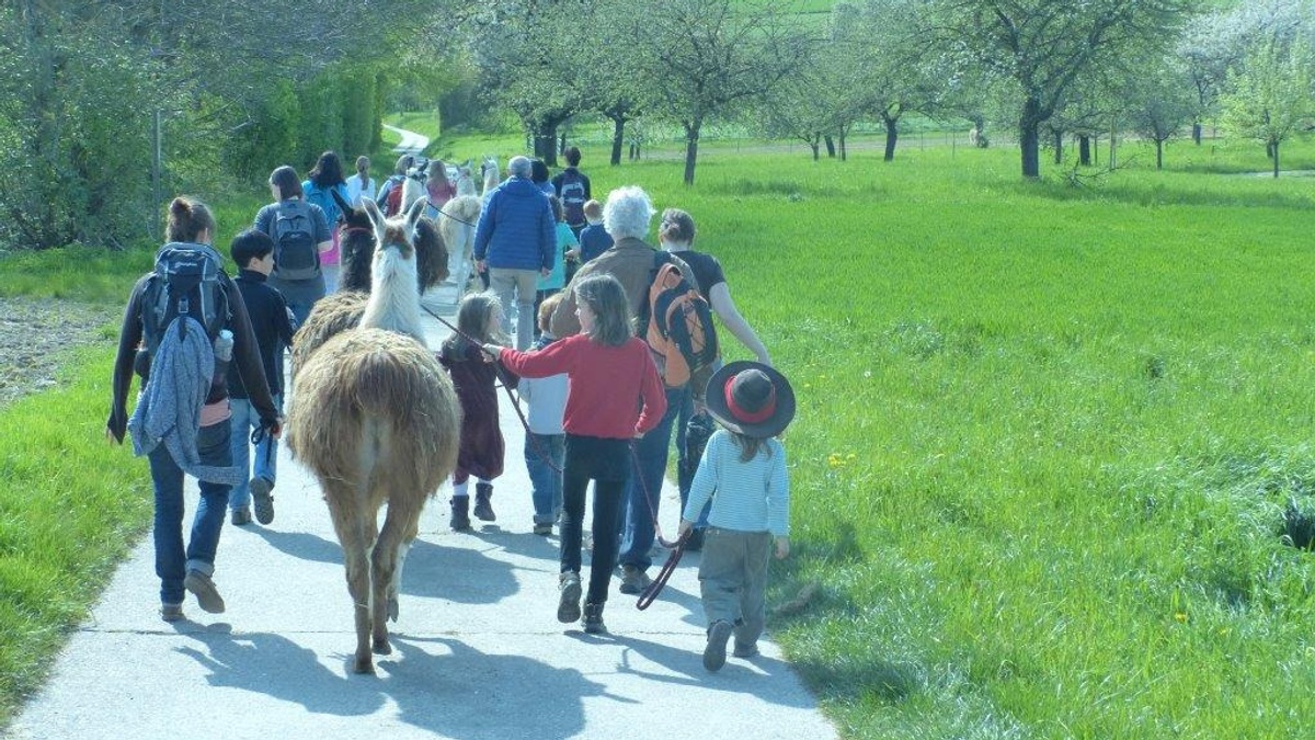 Wandern mit Lamas | Familienangebot ab 6 Jahre
