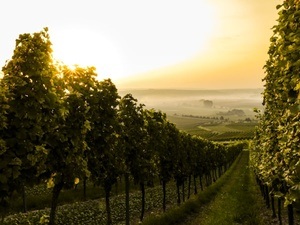 Steeger Weinblütenfest