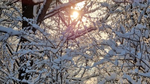 Wald im Winterschlaf - Wildkräuterei Köln